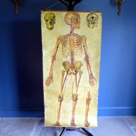 1930s anatomical teaching poster of skeleton
